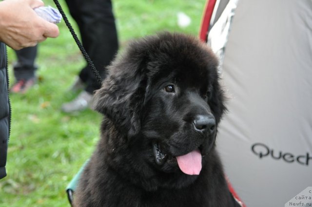 Фотография № 77285