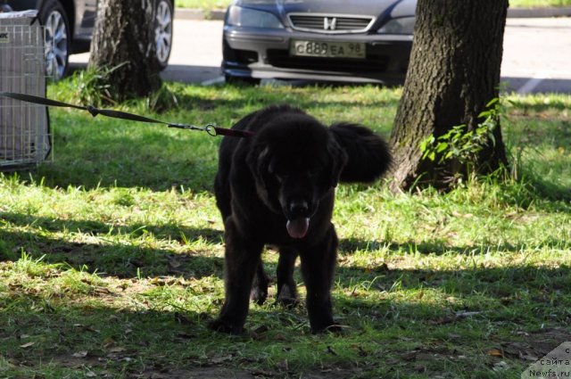 Фотография № 77287