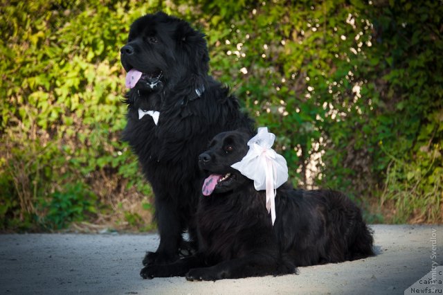 Фото: ньюфаундленд Лари (Lary)