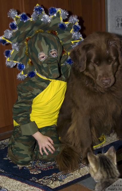 Фото: ньюфаундленд Лесная Сказка Изольда