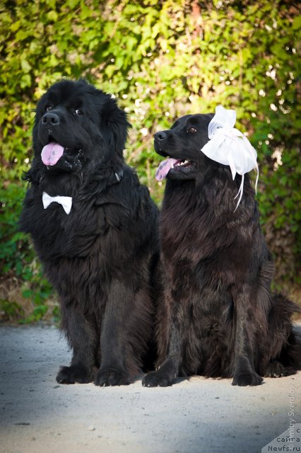 Фото: ньюфаундленд Лари (Lary)