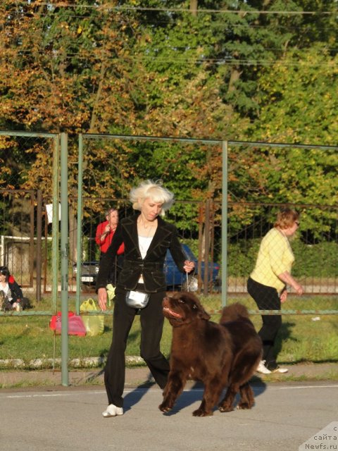 Фото: ньюфаундленд Октябрина с Берега Дона (Oktjabrina s Berega Dona), Юлия Токарчук