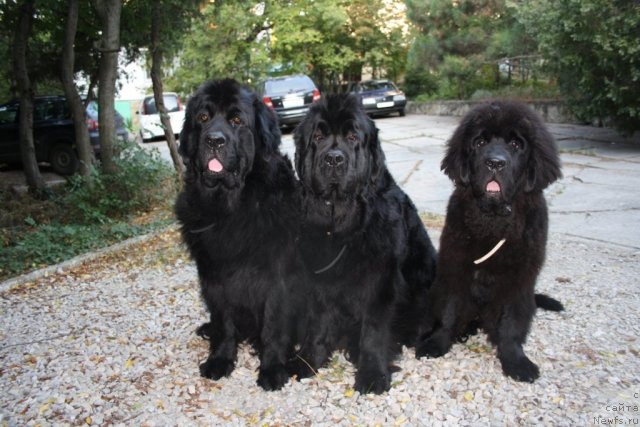 Фото: ньюфаундленд Глория Гранд Блек, ньюфаундленд Fortuna of Giant's Island, ньюфаундленд Бегущая по Волнам Зеро Коол