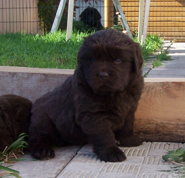 Фото: ньюфаундленд Акватория Келвин Звездная Королева (Aquatoriya Kelvin Zvezdnaya Koroleva)