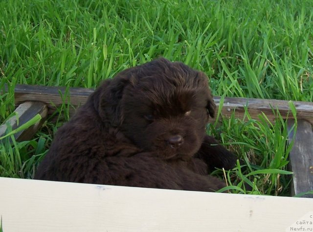 Фото: ньюфаундленд Акватория Келвин Звездная Королева (Aquatoriya Kelvin Zvezdnaya Koroleva)