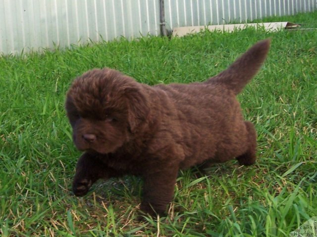 Фото: ньюфаундленд Акватория Келвин Звездная Королева (Aquatoriya Kelvin Zvezdnaya Koroleva)