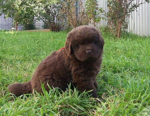 Фото: ньюфаундленд Акватория Келвин Звездная Королева (Aquatoriya Kelvin Zvezdnaya Koroleva)