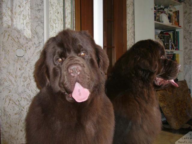 Фото: ньюфаундленд Newf Mermaid Denver