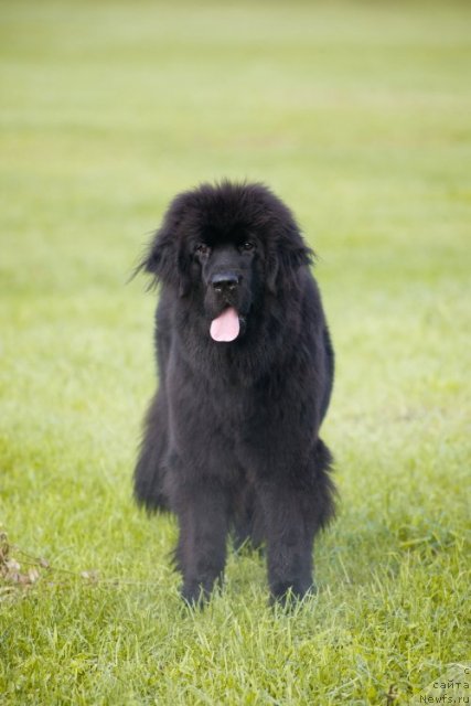 Фото: ньюфаундленд Смигар Го ту би зе Фест