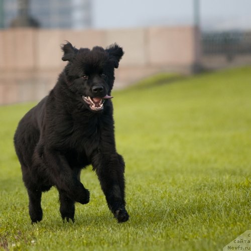 Фотография № 77322