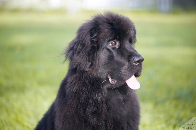 Фото: ньюфаундленд Смигар Го ту би зе Фест