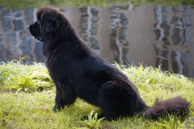 Фото: ньюфаундленд Смигар Го ту би зе Фест