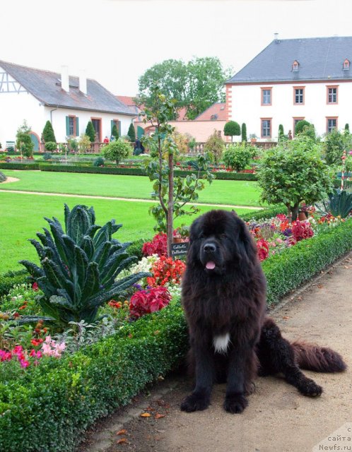 Фото: ньюфаундленд Потап Фидель