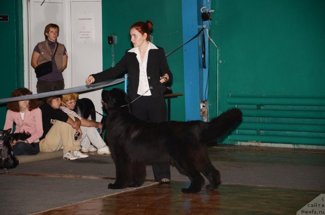 Фото: ньюфаундленд Акватория Келвин Оушен Дрим