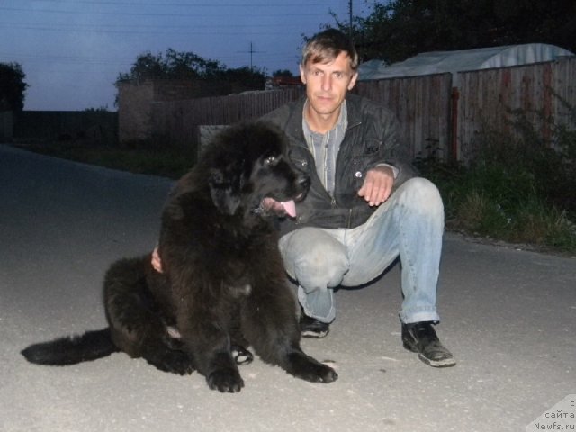 Фото: ньюфаундленд Плюшевая Панда Урмас (Plushevaya Panda Urmas)