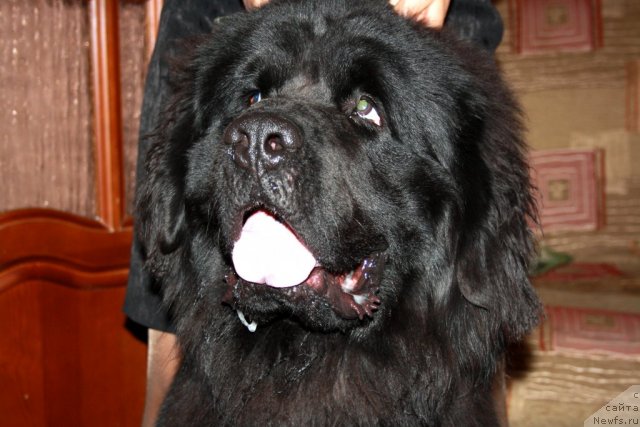 Фотография № 77347