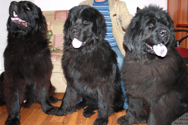 Фотография № 77348