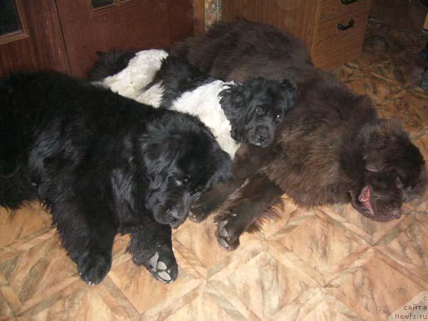 Фото: ньюфаундленд Fiamettahauz Vinland Princess (Фиаметтахауз Винланд Принцесс), ньюфаундленд Fiamettahauz Behemoth at Ovatsia (Фиаметтахауз Бегемот эт Овация), ньюфаундленд Newf Mermaid Denver