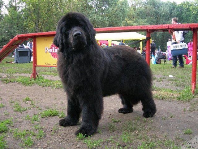 Фото: ньюфаундленд Анджело Орсо Виолетта Виктория (Angelo Orso Violetta Victoria)