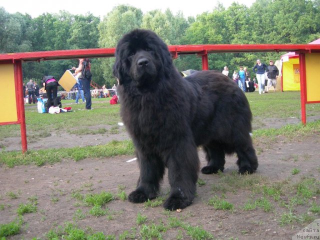 Фото: ньюфаундленд Анджело Орсо Виолетта Виктория (Angelo Orso Violetta Victoria)