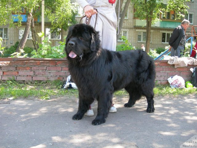 Фото: ньюфаундленд Анджело Орсо Блэк Бьюти