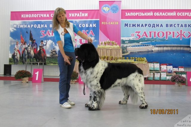 Фото: ньюфаундленд Плюшевая Панда Стиль-Санкт-Петербурга