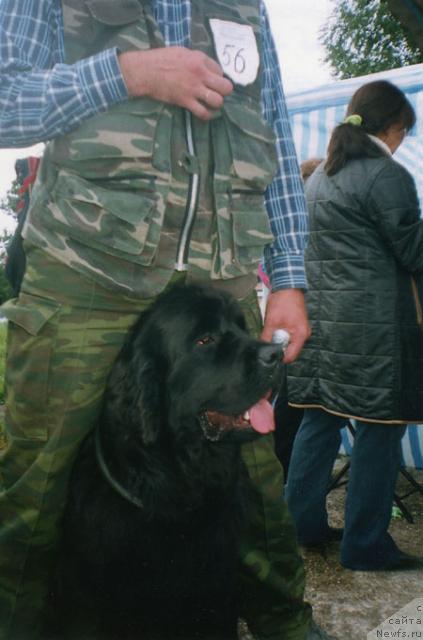 Фото: ньюфаундленд Берта (Berta)