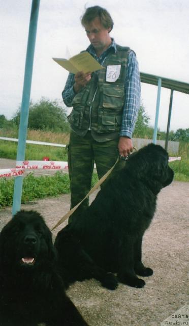 Фото: ньюфаундленд Берта (Berta), ньюфаундленд Bine-Bonita