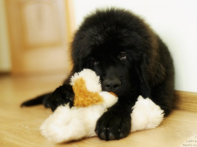 Фото: ньюфаундленд Sammy Almas-Alana