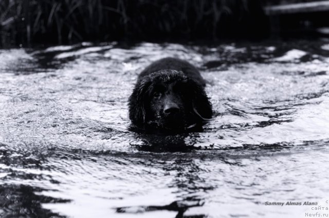 Фото: ньюфаундленд Sammy Almas-Alana