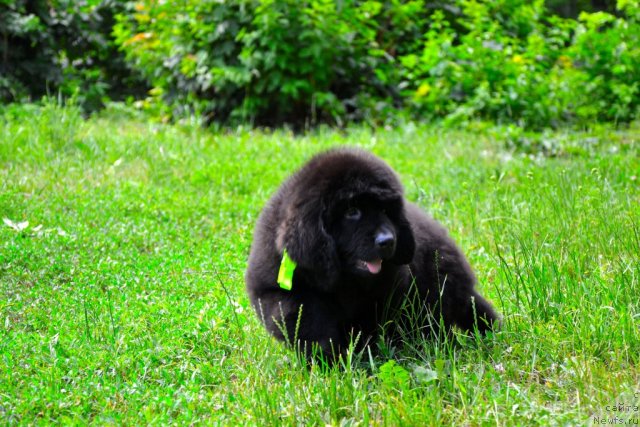 Фото: ньюфаундленд Sammy Almas-Alana