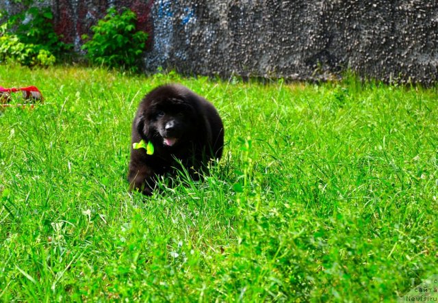 Фото: ньюфаундленд Sammy Almas-Alana