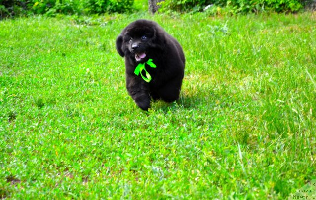 Фото: ньюфаундленд Sammy Almas-Alana