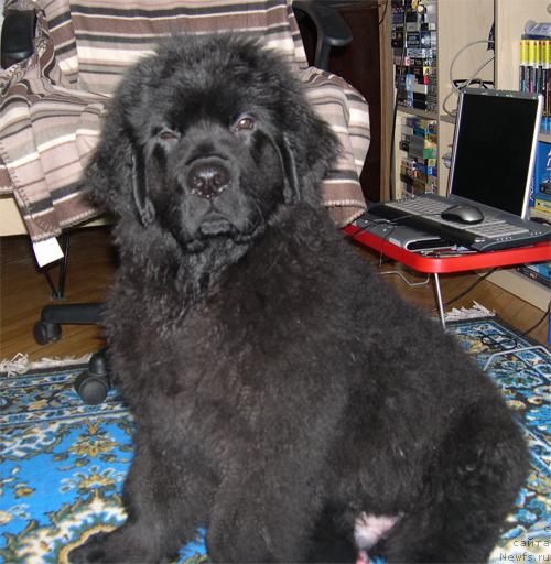 Фото: ньюфаундленд Ван Лен Тайм Венсан Великолепный