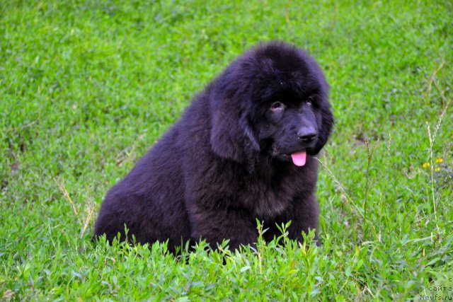 Фото: ньюфаундленд Sunshine Almas-Alana