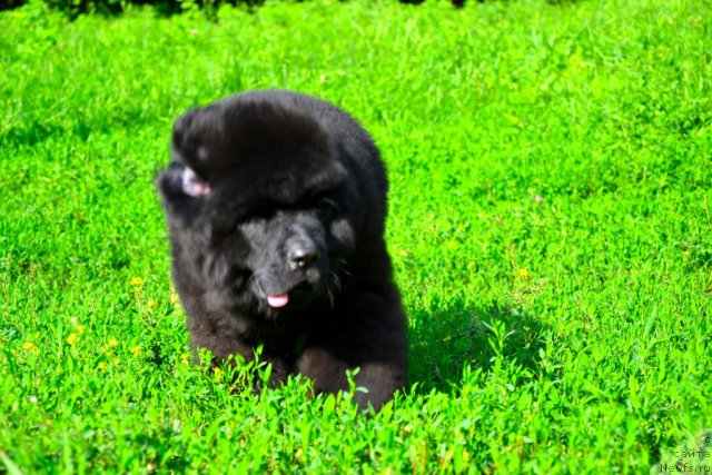 Фото: ньюфаундленд Sunshine Almas-Alana