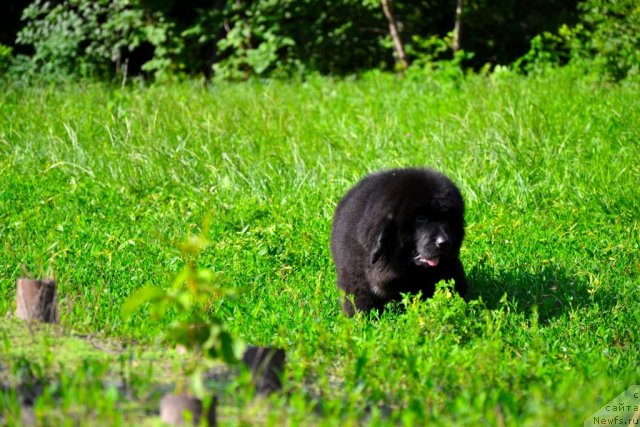 Фото: ньюфаундленд Sunshine Almas-Alana