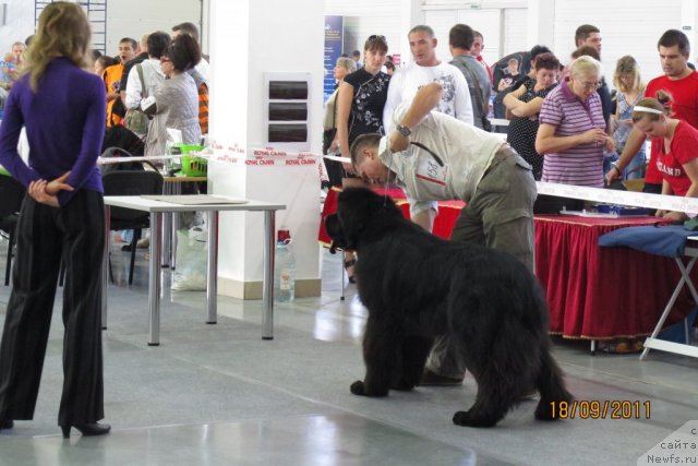 Фото: ньюфаундленд Золотой Талисман Кара Дениз (Zolotoy Talisman Kara Deniz)
