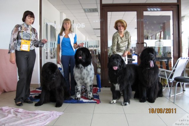 Фото: ньюфаундленд Их Высочество Глория Айрис (Ih Visochestvo Gloria Airis), ньюфаундленд Плюшевая Панда Стиль-Санкт-Петербурга, ньюфаундленд Teres Vialiki Miadvedz, ньюфаундленд Золотой Талисман Кара Дениз (Zolotoy Talisman Kara Deniz)