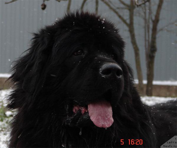 Фото: ньюфаундленд Нью Спейс Плэйт Рэмбо