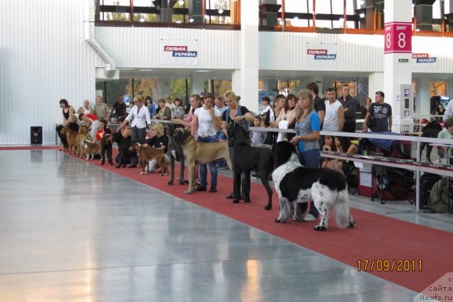 Фото: ньюфаундленд Плюшевая Панда Стиль-Санкт-Петербурга