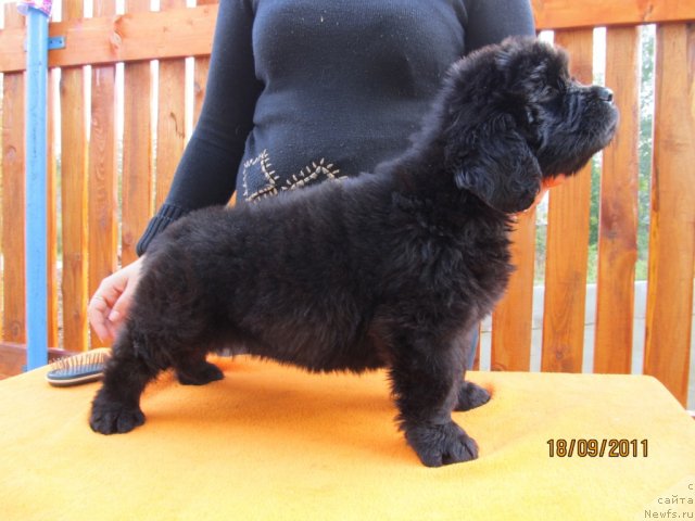 Фото: ньюфаундленд Кокетка от Чаннел из Медвежьего Яра, ньюфаундленд Августин Пермский Медведь