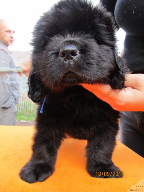 Фото: ньюфаундленд Кокетка от Чаннел из Медвежьего Яра, ньюфаундленд Августин Пермский Медведь
