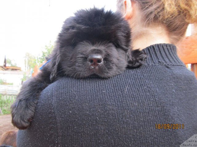Фото: ньюфаундленд Кокетка от Чаннел из Медвежьего Яра, ньюфаундленд Августин Пермский Медведь