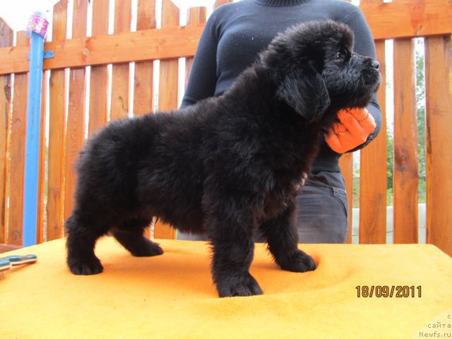 Фото: ньюфаундленд Кокетка от Чаннел из Медвежьего Яра, ньюфаундленд Арье Черная Сенсация Пармы