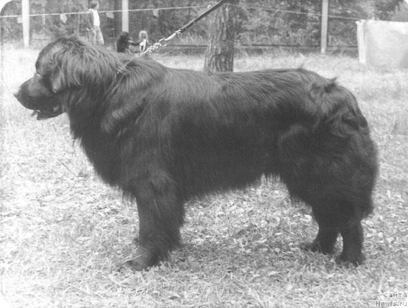 Фото: ньюфаундленд Гербер Сейко