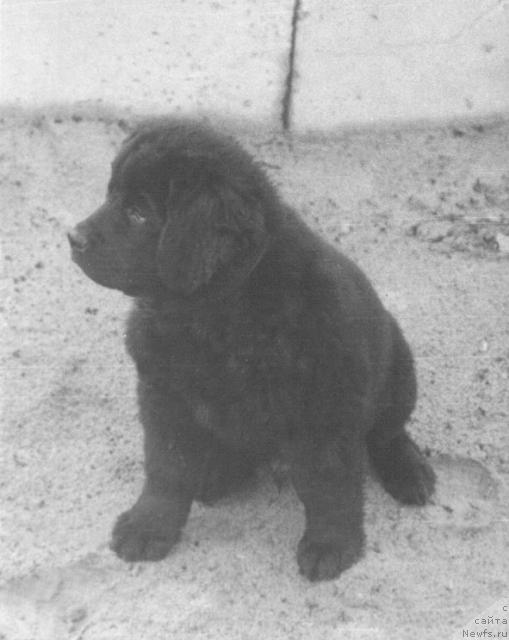 Фото: ньюфаундленд Эссен Чери (Essen Ceri)