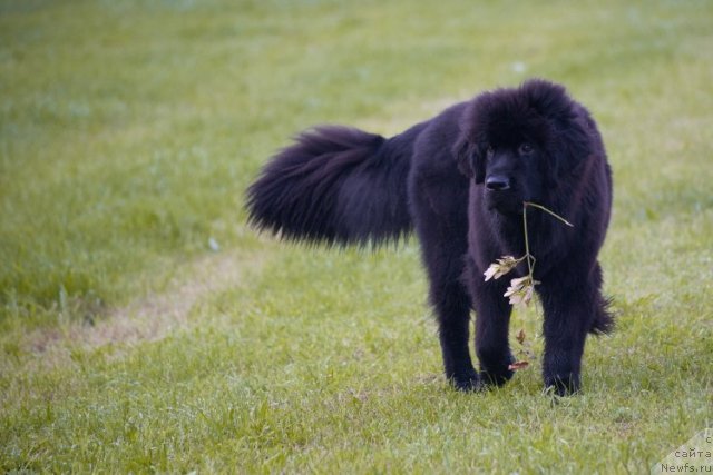 Фотография № 77513