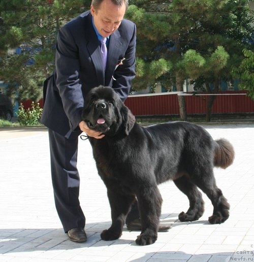 Фото: ньюфаундленд Бегущая по Волнам Хаста ла Виста (Beguschaya po Volnam Hasta la Vista)