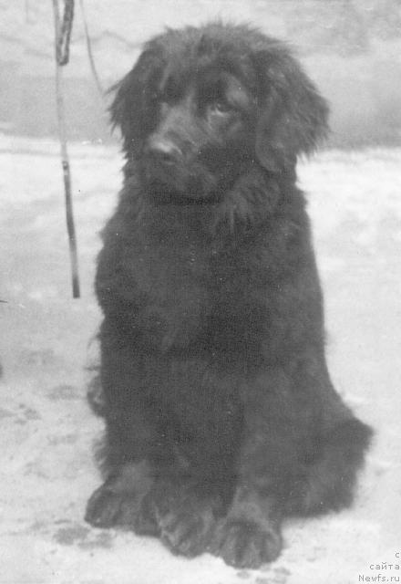 Фото: ньюфаундленд Венсен Холджерс